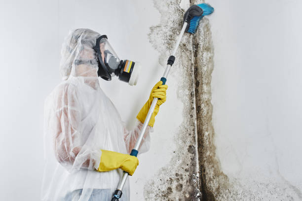 Best Mold Damage Repair  in Agoura Hills, CA